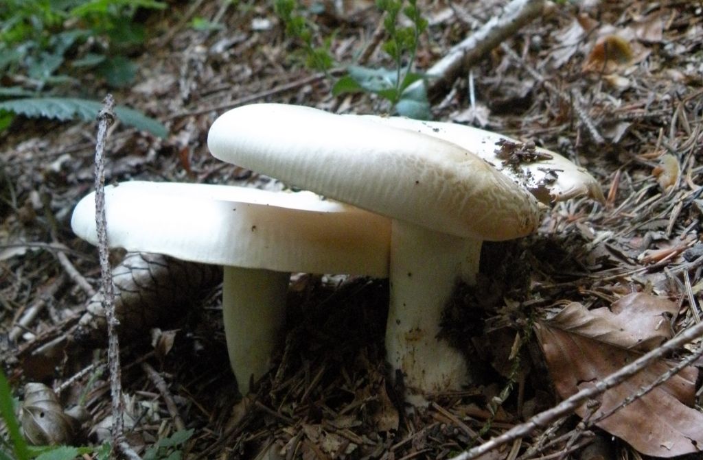 Clitocybe con margine costolato?